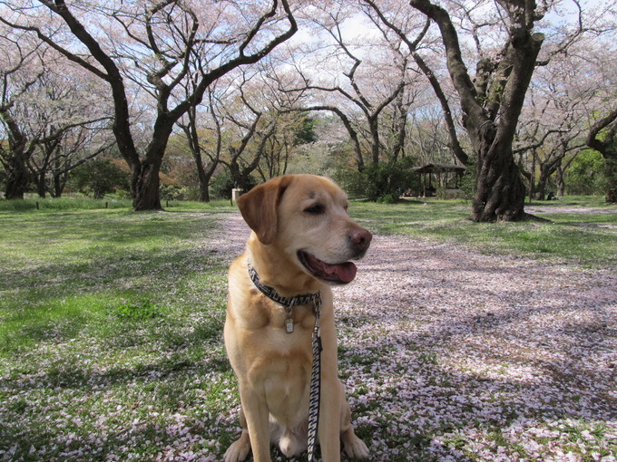 桜吹雪満喫散歩_e0046305_15593650.jpg