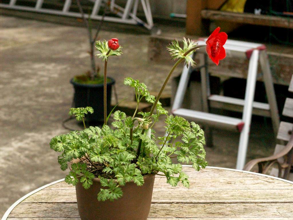 千重咲きボタンイチゲ 四季の庭 錦鯉３