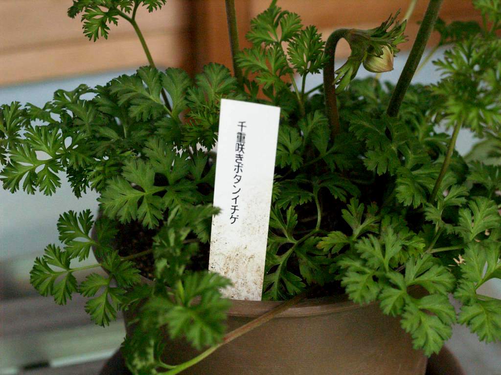 千重咲きボタンイチゲ 四季の庭 錦鯉３