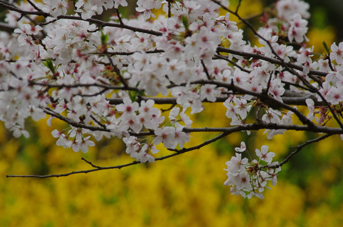 翡翠撮りの公園で 2_b0151409_22591472.jpg