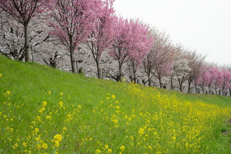 桂川河川敷の桜並木_f0032011_19482114.jpg