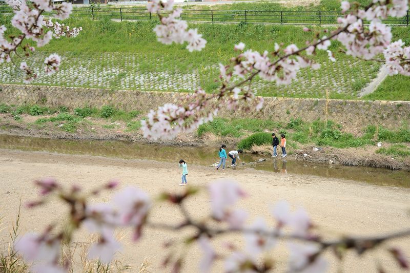 桂川河川敷の桜並木_f0032011_19494042.jpg