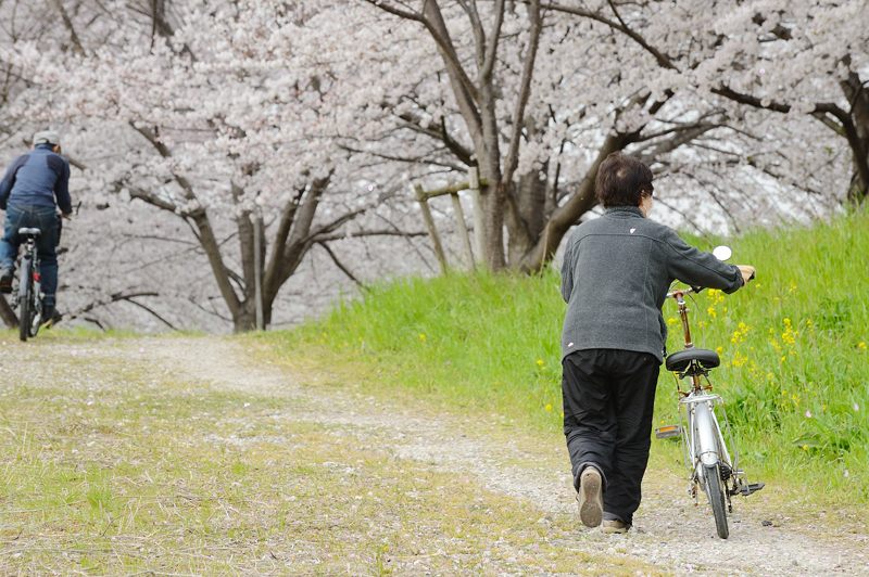 桂川河川敷の桜並木_f0032011_1950811.jpg