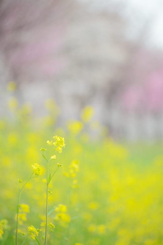 桂川河川敷の桜並木_f0032011_1952568.jpg