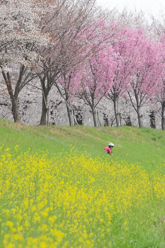 桂川河川敷の桜並木_f0032011_19531095.jpg