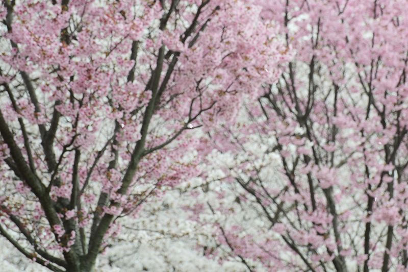 桂川河川敷の桜並木_f0032011_1956135.jpg