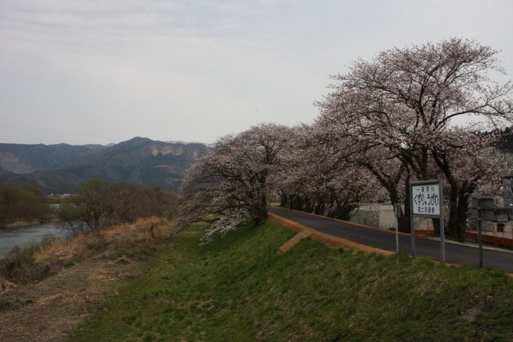 桜の季節になりました。_c0021113_10223190.jpg