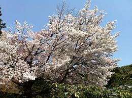 京都さくらんらんらん♪_e0149215_935261.jpg