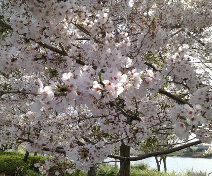 公園三昧の春休み_f0168317_2129656.jpg