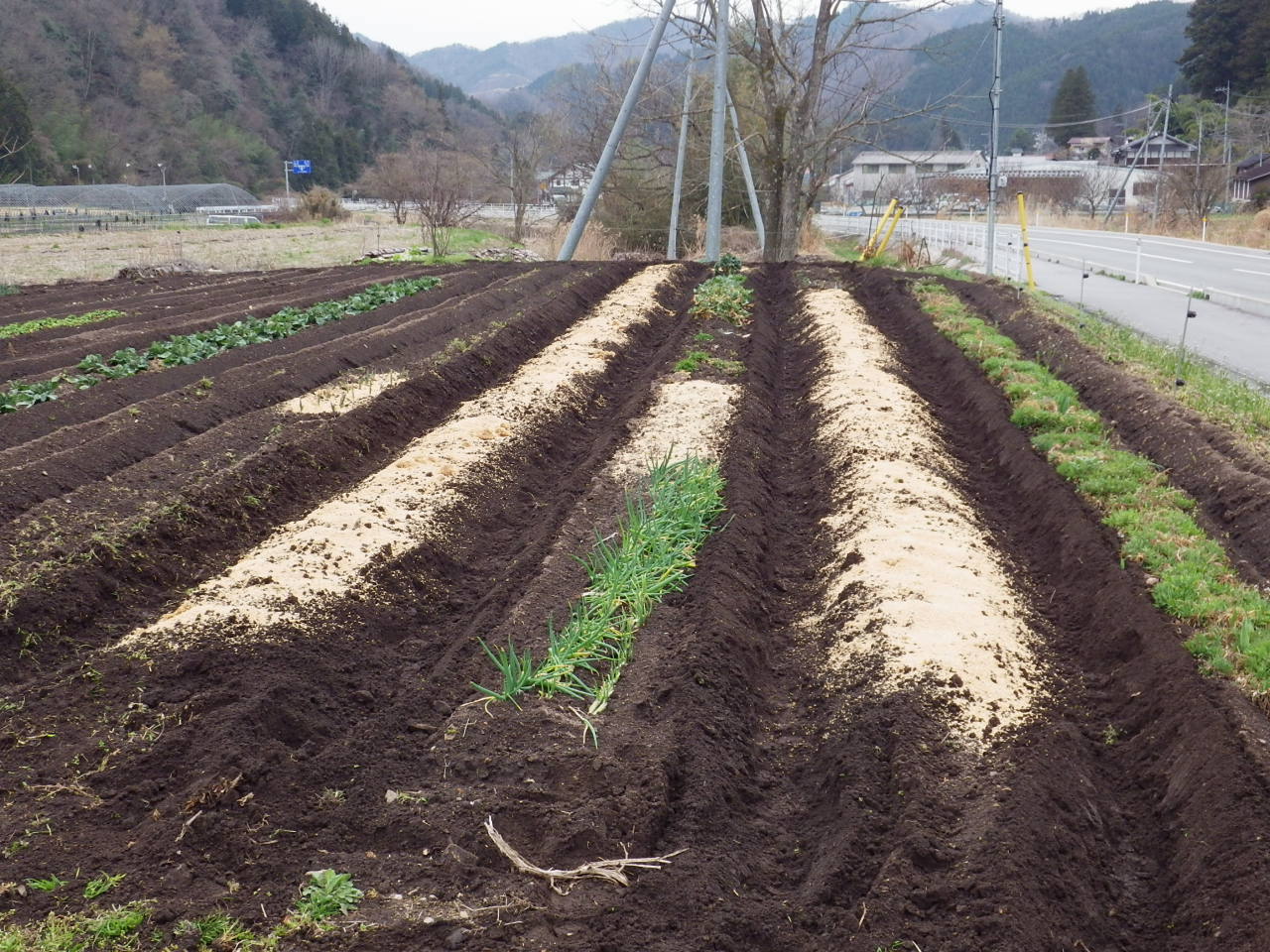 花粉にめげず、25年度ジャガイモの植え付です。_a0218118_16361956.jpg