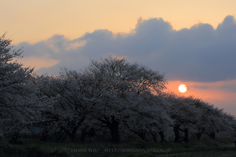 2013年　　今井の桜　　　≪ 夕刻編 ≫_c0211922_1135977.jpg