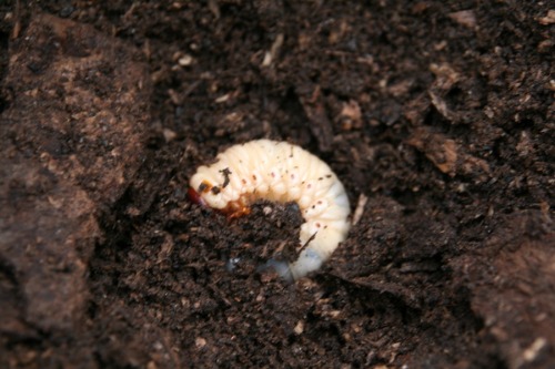 カブトムシプロジェクト進行中_b0174425_1743843.jpg
