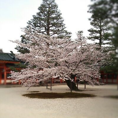 平安神宮 桜_b0077726_12125340.jpg