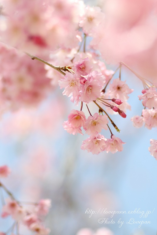 Sakura_c0136926_21535721.jpg