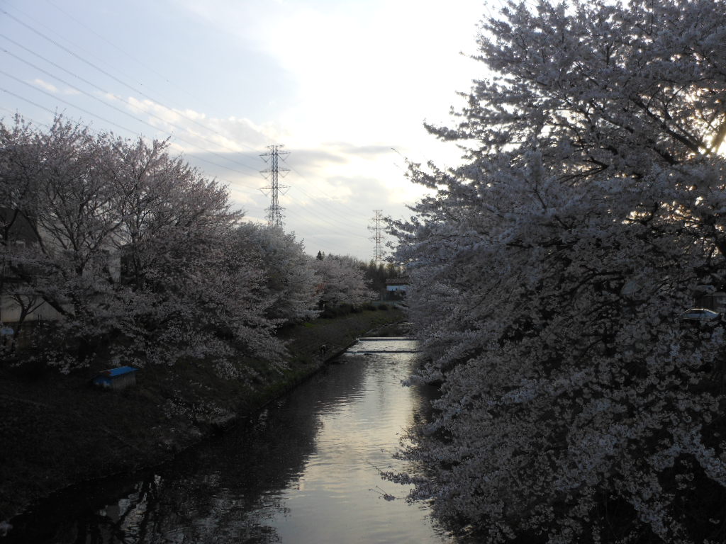 桜だより・・2013_c0155326_1811224.jpg