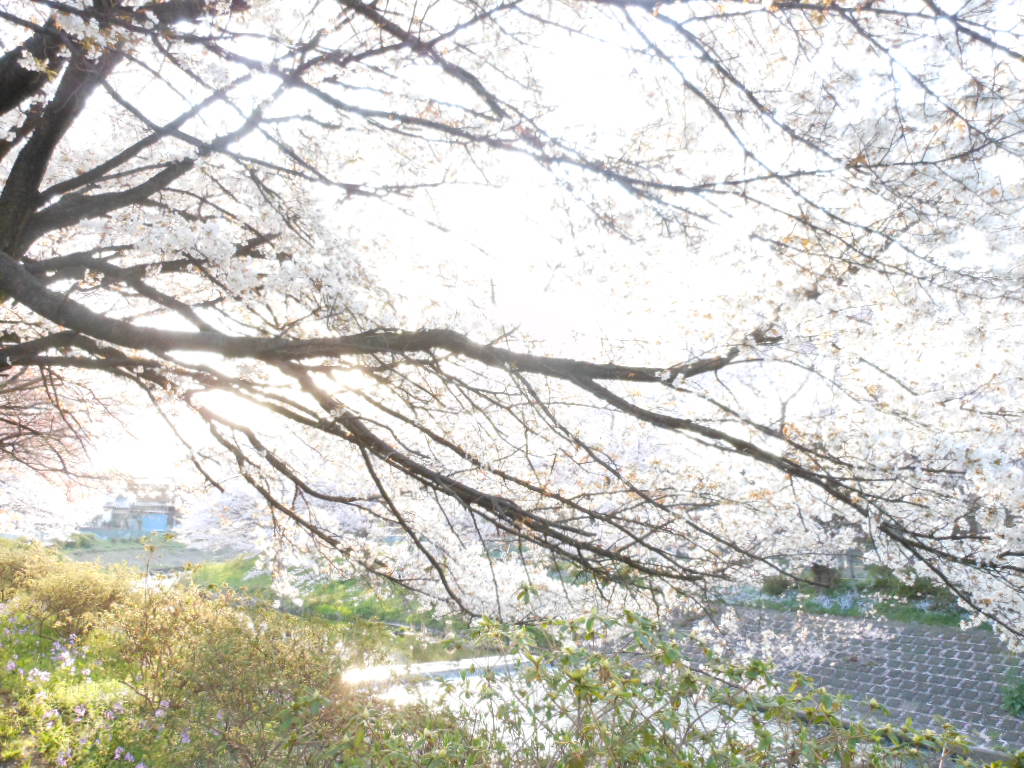 桜だより・・2013_c0155326_18125052.jpg