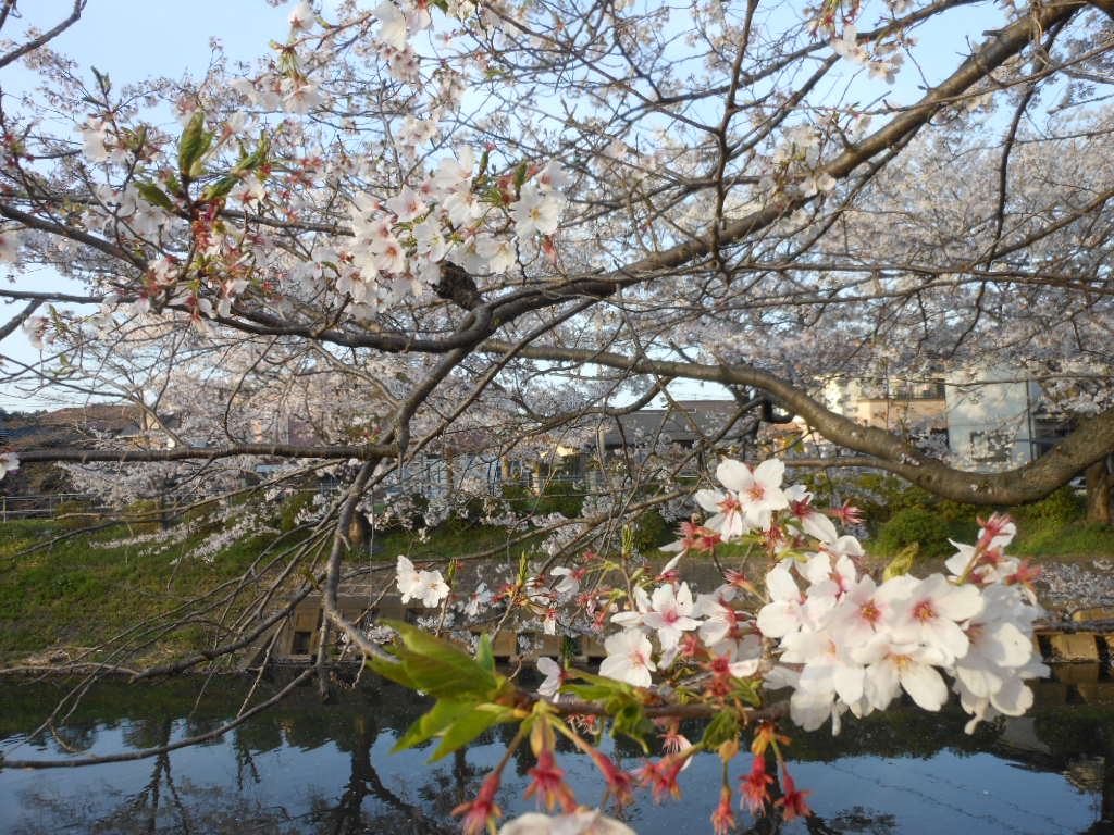 桜だより・・2013_c0155326_1816129.jpg