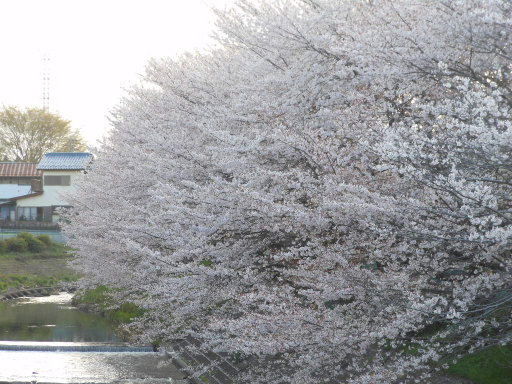 桜だより・・2013_c0155326_18192673.jpg