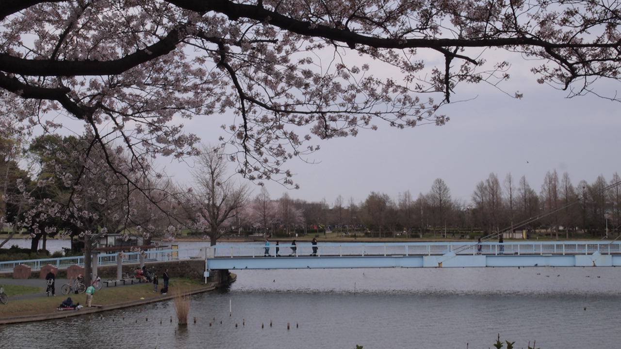 葛飾区さくらto公園。_a0214329_7144388.jpg