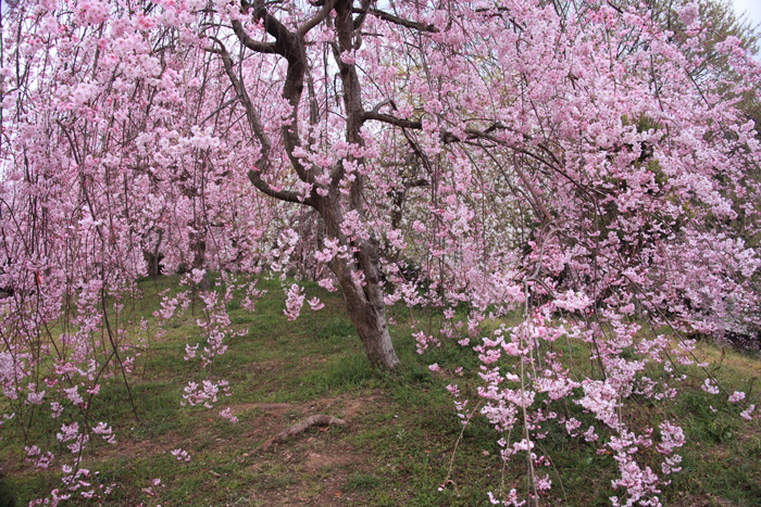 幸田町のしだれ桜_e0025930_21551356.jpg