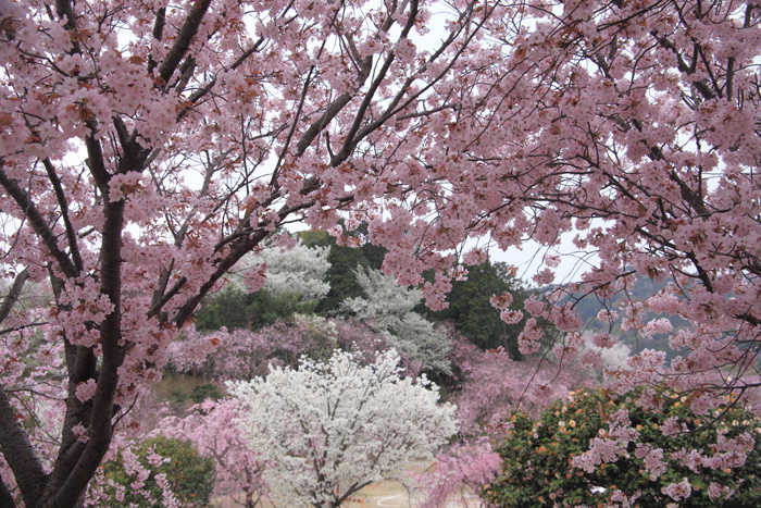 幸田町のしだれ桜_e0025930_2204080.jpg