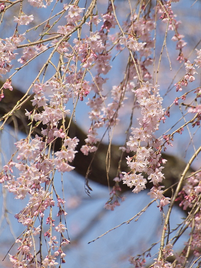 桜便り2013～貝原の桜～_e0080133_2382544.jpg