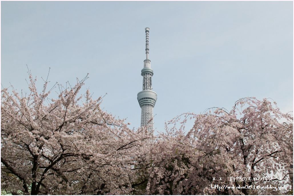 墨田区側の墨堤さくらまつり_e0052135_2211225.jpg