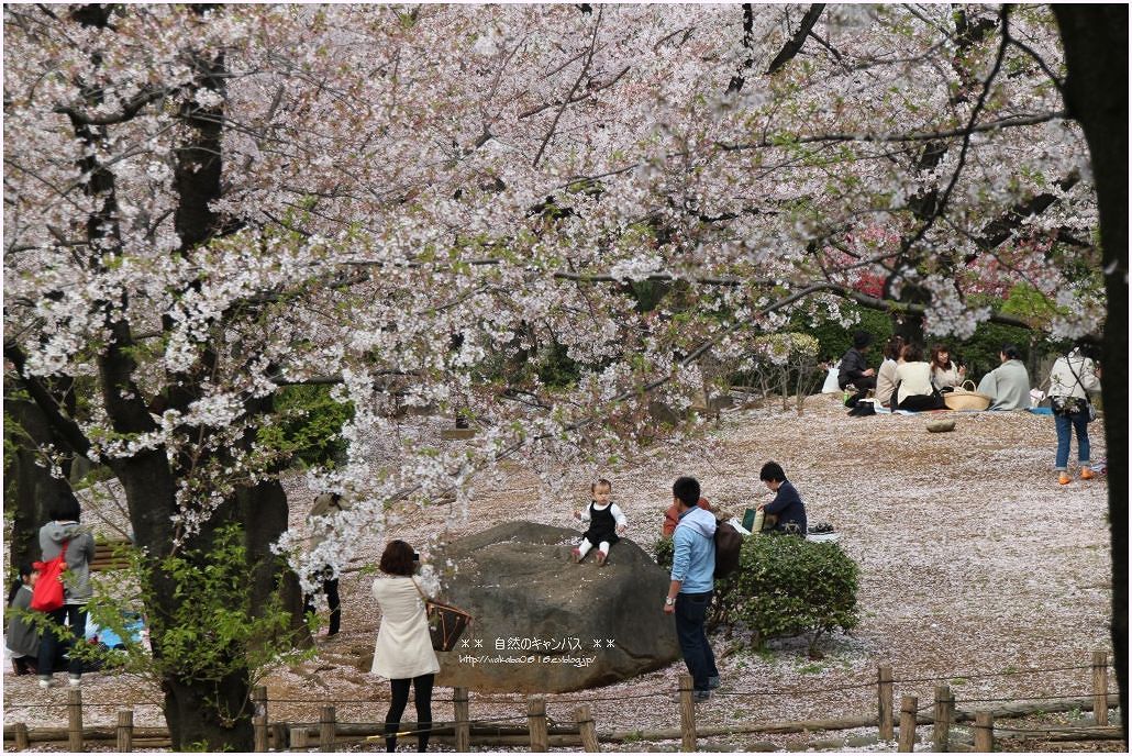 墨田区側の墨堤さくらまつり_e0052135_22113746.jpg