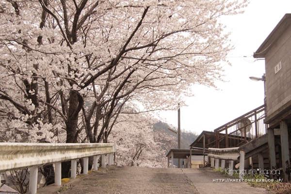 花ドライブ②**美しき郷の駅_b0197639_8163724.jpg