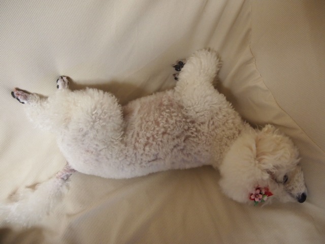 c0117239_810919.jpg