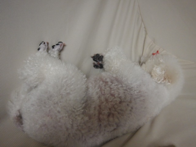 c0117239_87228.jpg
