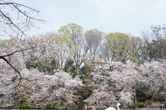 04/01井の頭公園その２_b0008241_8411763.jpg