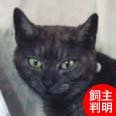 ねこひと会が保護した東日本大震災被災猫 No.C001〜150_e0316841_14195399.jpg