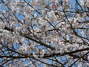 さくら 桜 サクラ・・_a0272042_13165464.jpg