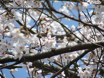 さくら 桜 サクラ・・_a0272042_1317722.jpg