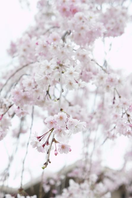 なごり　♪　満開の桜によせて_e0295348_22261891.jpg