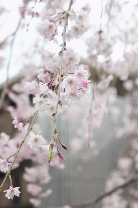 なごり　♪　満開の桜によせて_e0295348_2230693.jpg