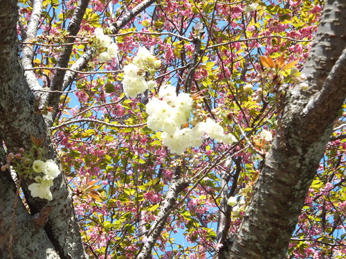 緑の桜が開花しました_b0177649_2141822.jpg