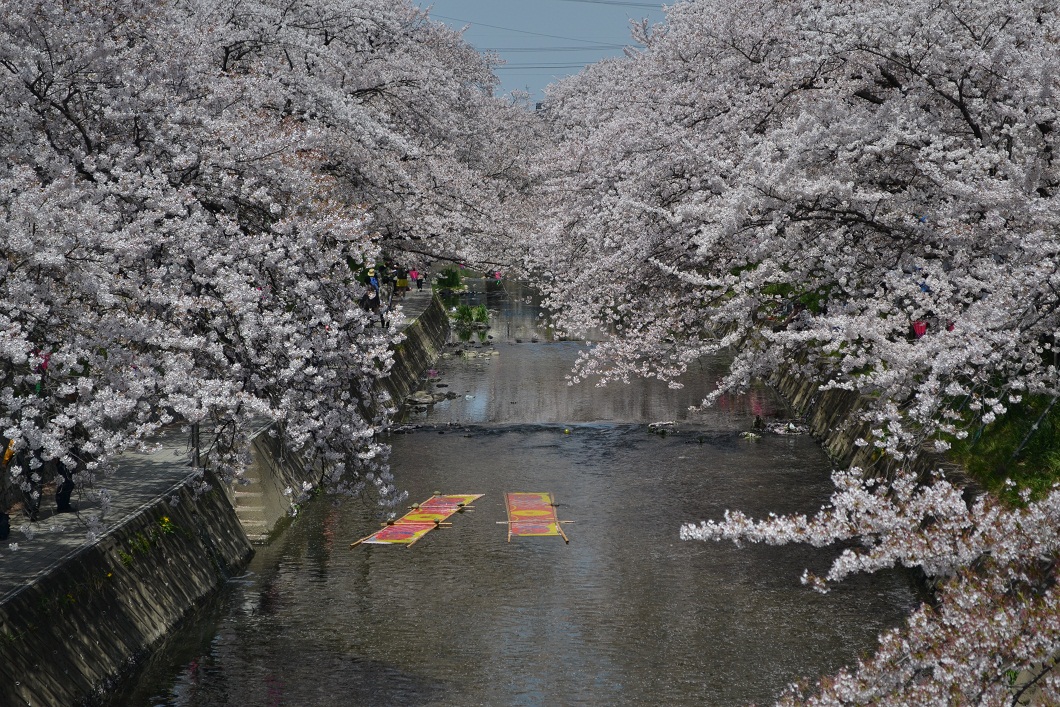 岩倉市五条川沿いの桜並木。_a0055650_1913626.jpg