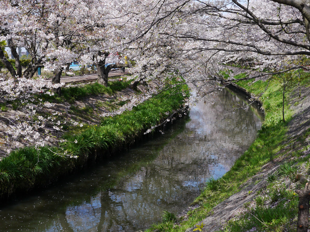 桜の川_c0175352_18231229.jpg