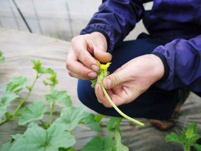 肥後グリーン　順調に開花！でも、至高の1玉のために摘花します_a0254656_1852792.jpg