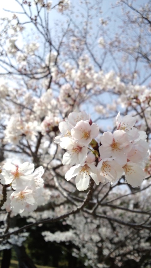 栗林公園の桜_d0063558_721435.jpg