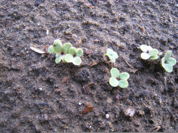 e0121558_20504145.jpg