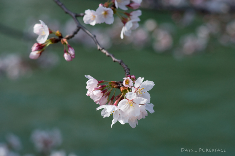 桜、はじめました。。。　05_d0079559_1925113.jpg