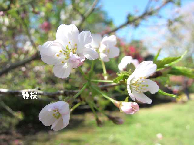 【八重の桜も見頃を迎え】_c0042960_18143914.jpg