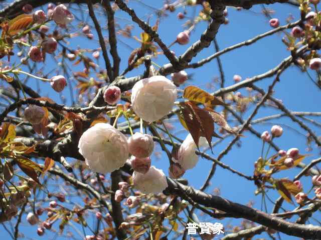 【八重の桜も見頃を迎え】_c0042960_18144558.jpg
