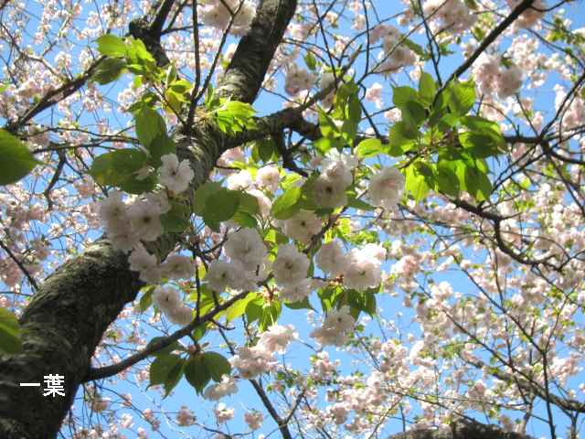【八重の桜も見頃を迎え】_c0042960_1814517.jpg