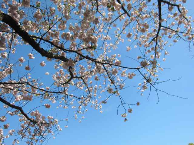 【八重の桜も見頃を迎え】_c0042960_18145775.jpg