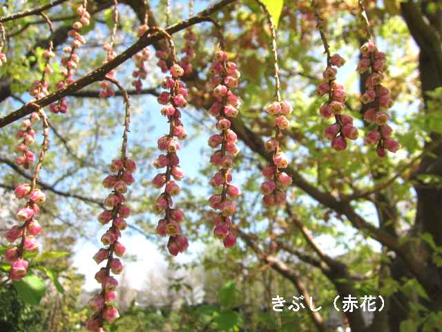 【八重の桜も見頃を迎え】_c0042960_18152443.jpg