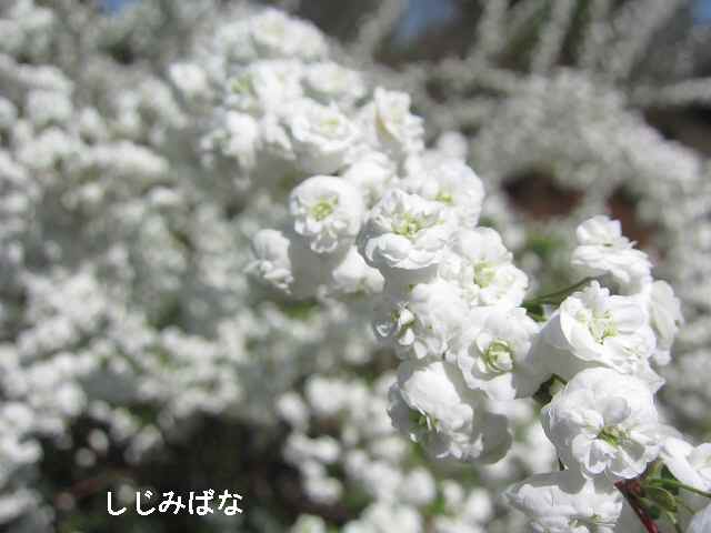 【八重の桜も見頃を迎え】_c0042960_18153519.jpg